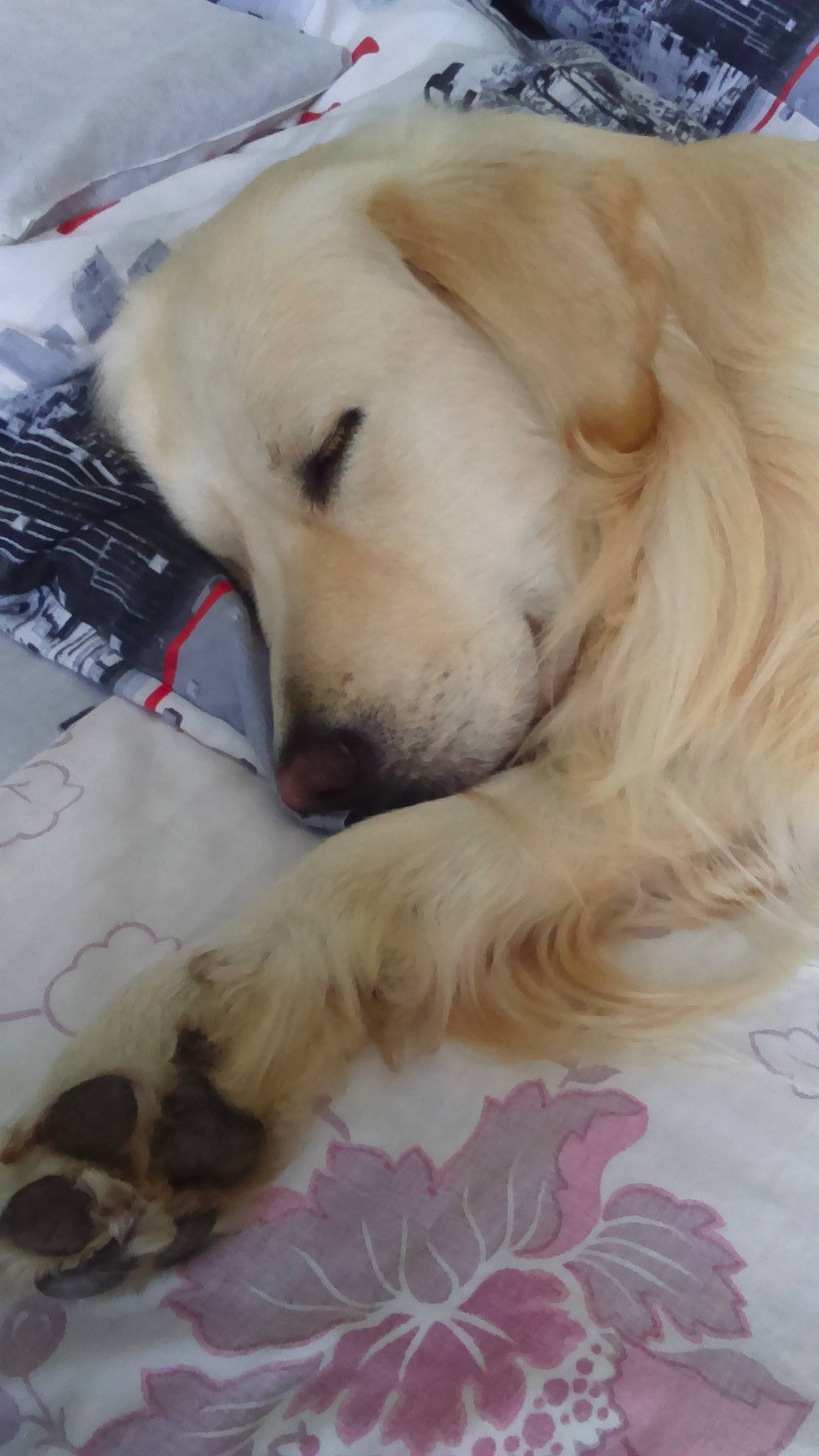 Idole a rejoint le concours — aidez-le/la à gagner de superbes lots ! canidae, carnivore, companion_dog, dog, dog_breed, fawn, golden_retriever, great_pyrenees, labrador_retriever, nose, puppy, retriever, sporting_group