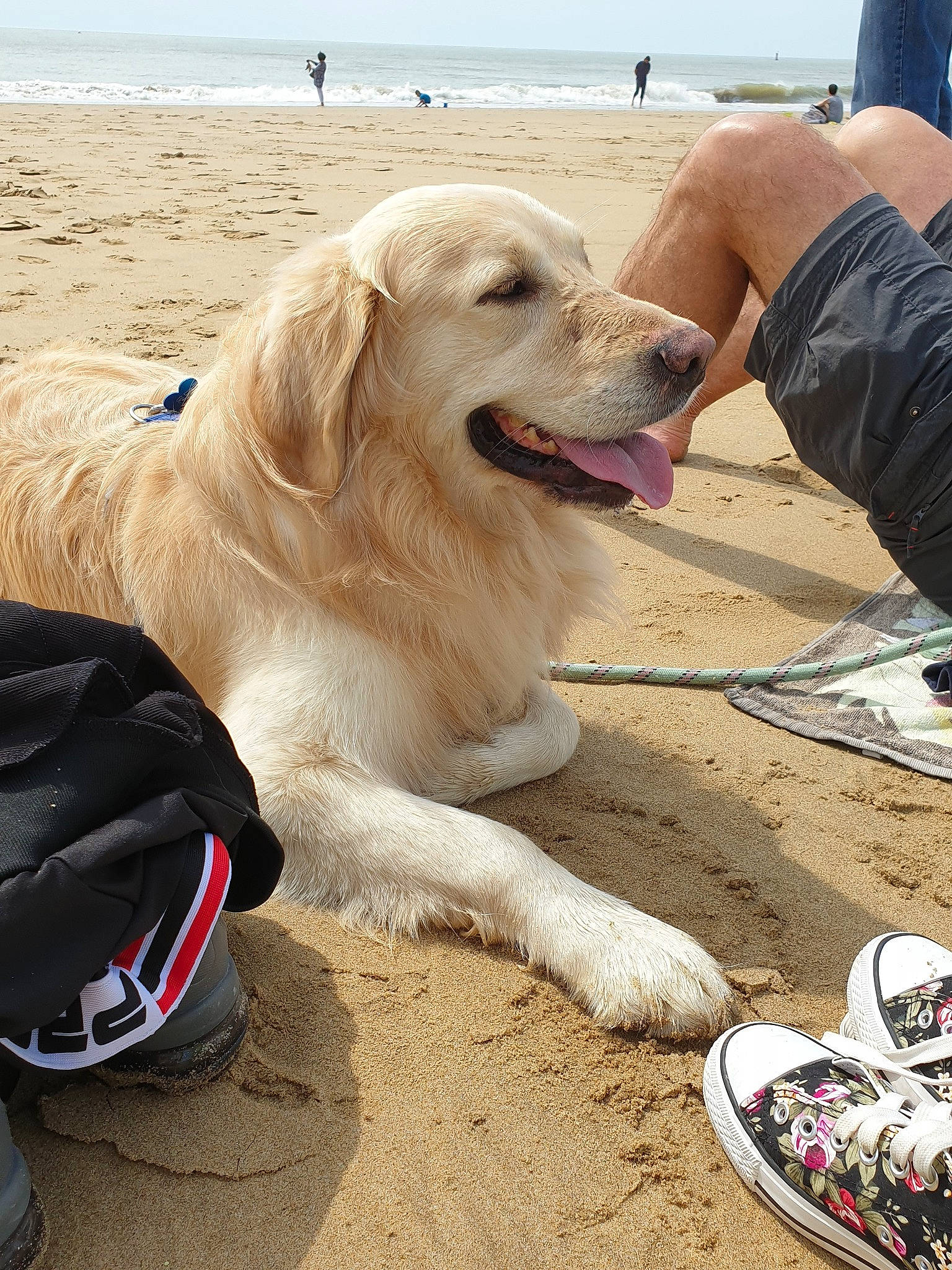 Idole participe au concours pour gagner de l'argent avec cette photo : beach, canidae, carnivore, companion_dog, dog, dog_breed, fun, golden_retriever, mammal, retriever, sand, sporting_group, vacation