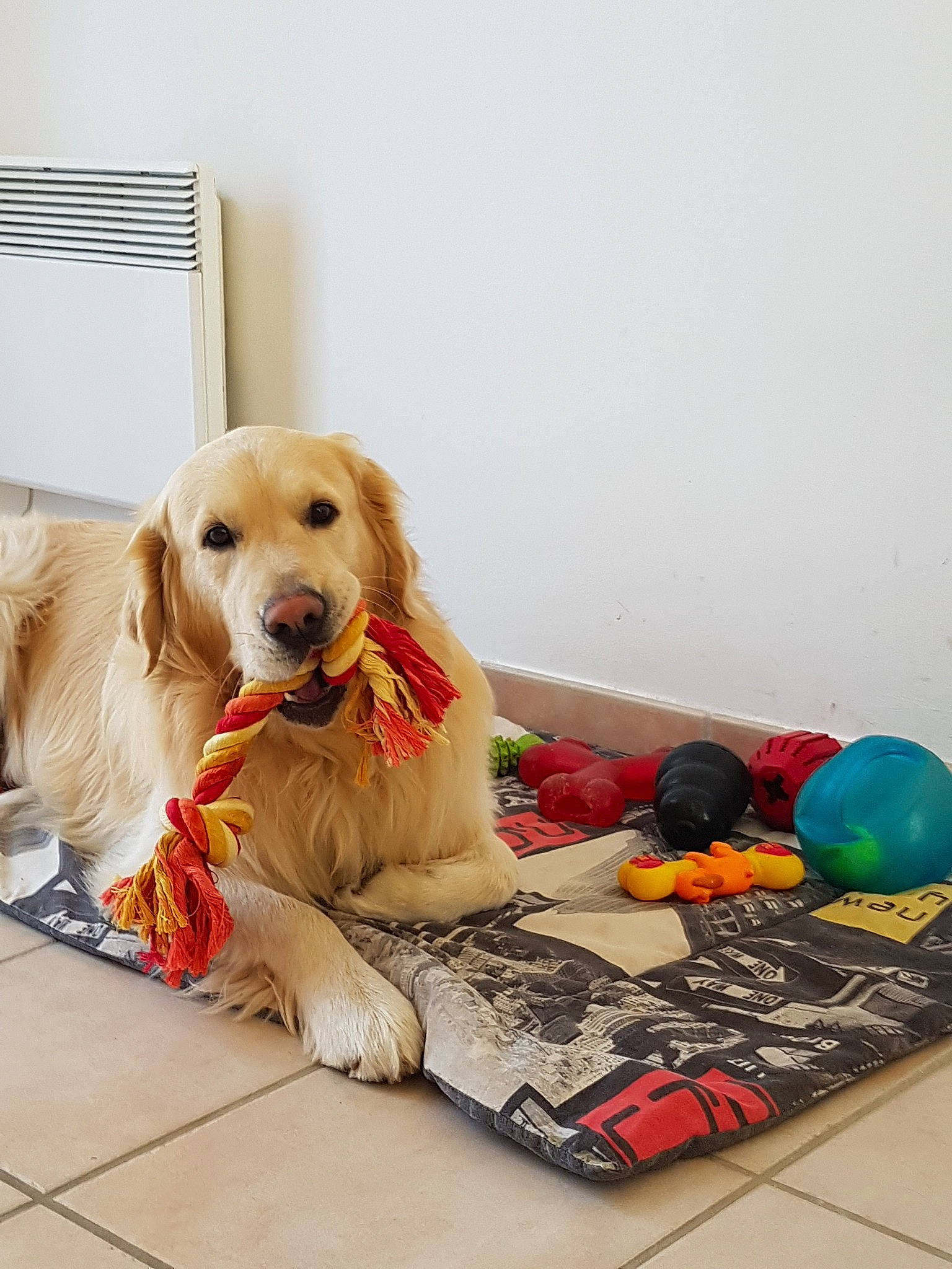 Idole a rejoint le concours — aidez-le/la à gagner de superbes lots ! american_cocker_spaniel, ball, canidae, carnivore, companion_dog, dog, dog_breed, dog_supply, dog_toy, fawn, floor, golden_retriever, labrador_retriever, paw, retriever, snout, sporting_group, tennis_ball