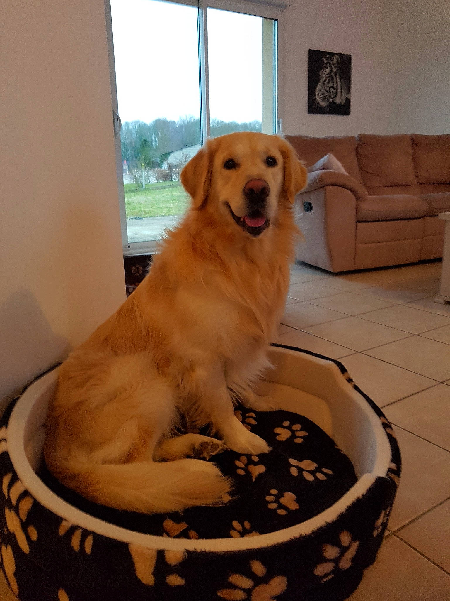 Idole a rejoint le concours — aidez-le/la à gagner de superbes lots ! canidae, carnivore, companion_dog, dog, dog_breed, fawn, golden_retriever, labrador_retriever, mammal, retriever, sporting_group, vertebrate