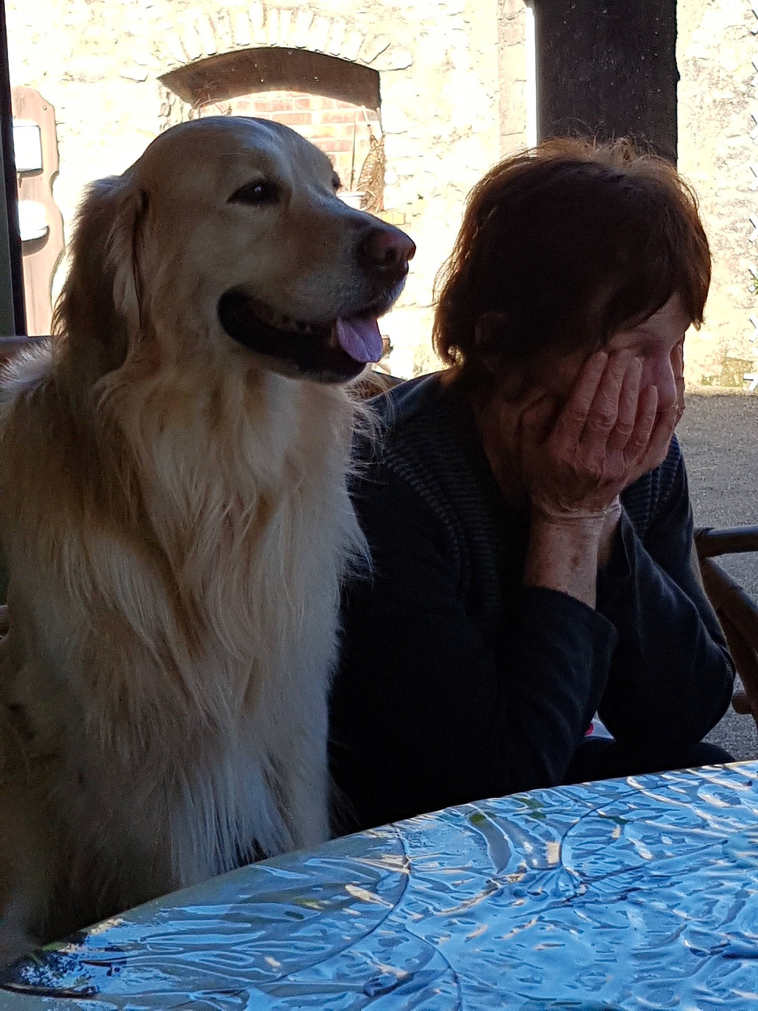 Idole a rejoint le concours — aidez-le/la à gagner de superbes lots ! canidae, carnivore, companion_dog, dog, dog_breed, fur, golden_retriever, guard_dog, hovawart, retriever, snout, sporting_group