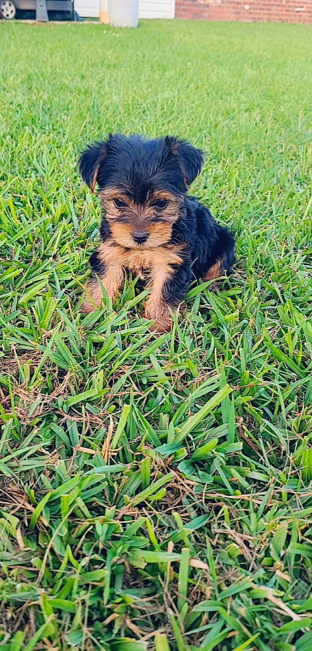 Oliver is registered to the contest to win money with this photo: black_and_tan_terrier, canidae, carnivore, companion_dog, dog, dog_breed, grass, mammal, morkie, puppy, rare_breed_dog, schnoodle, small_terrier, sporting_group, terrier, toy_dog, vertebrate, welsh_terrier, yorkipoo, yorkshire_terrier