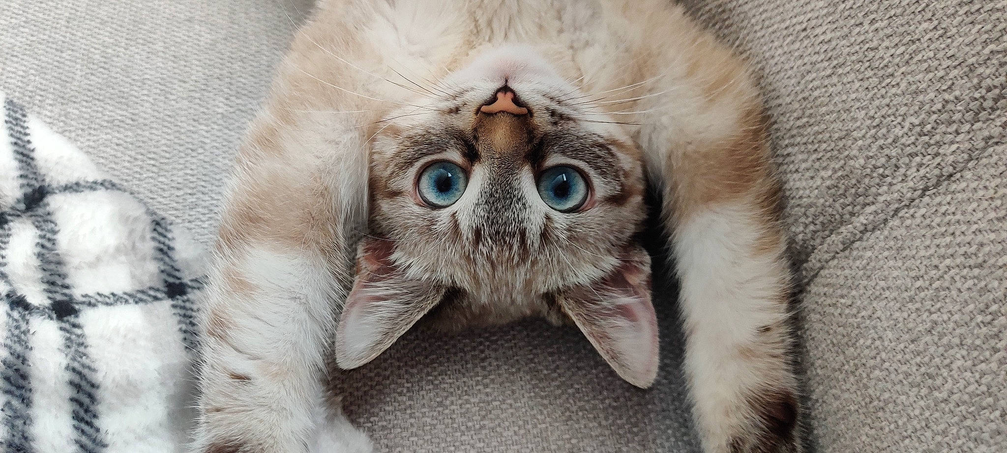 Guapa a rejoint le concours — aidez-le/la à gagner de superbes lots ! carnivore, cat, domestic_short_haired_cat, ear, eye, eyebrow, eyelash, fawn, felidae, fur, head, human_body, nose, paw, small_to_medium_sized_cats, snout, terrestrial_animal, thai, whiskers, wildlife