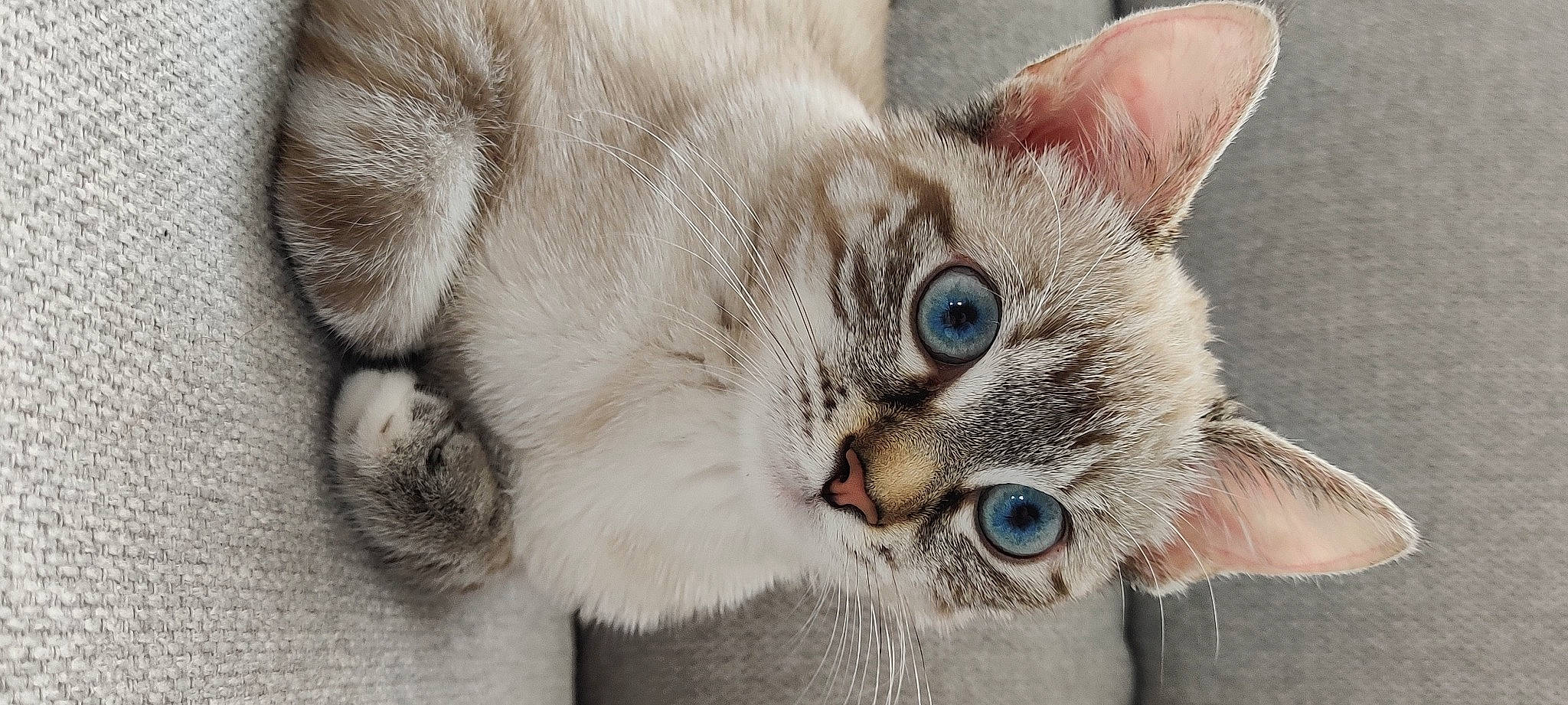 Guapa participe au concours pour gagner de l'argent avec cette photo : carnivore, cat, cat_supply, claw, close_up, comfort, domestic_short_haired_cat, eye, fawn, felidae, fur, iris, paw, photo_caption, small_to_medium_sized_cats, snout, terrestrial_animal, thai, whiskers, window