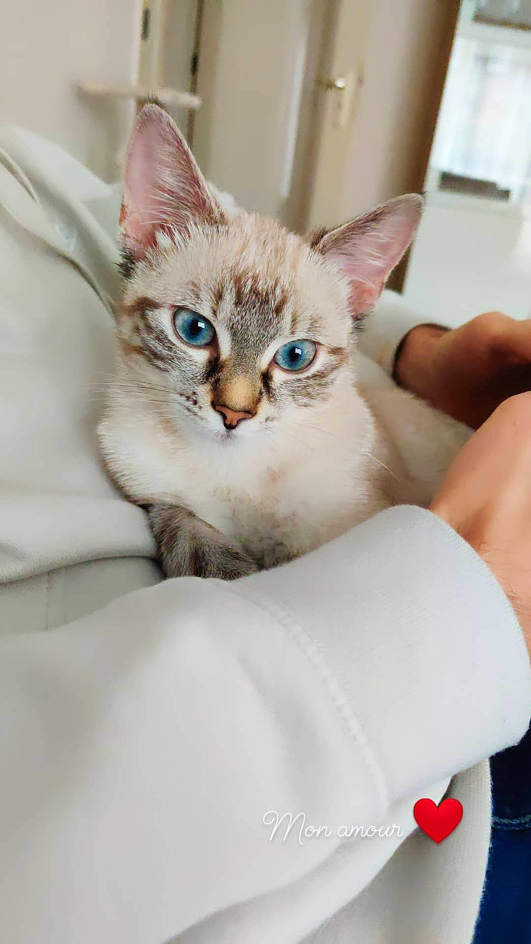 Guapa participe au concours pour gagner de l'argent avec cette photo : carnivore, cat, claw, collar, comfort, domestic_short_haired_cat, fawn, felidae, fur, gesture, paw, pet_supply, sitting, small_to_medium_sized_cats, snout, tail, thai, whiskers, window