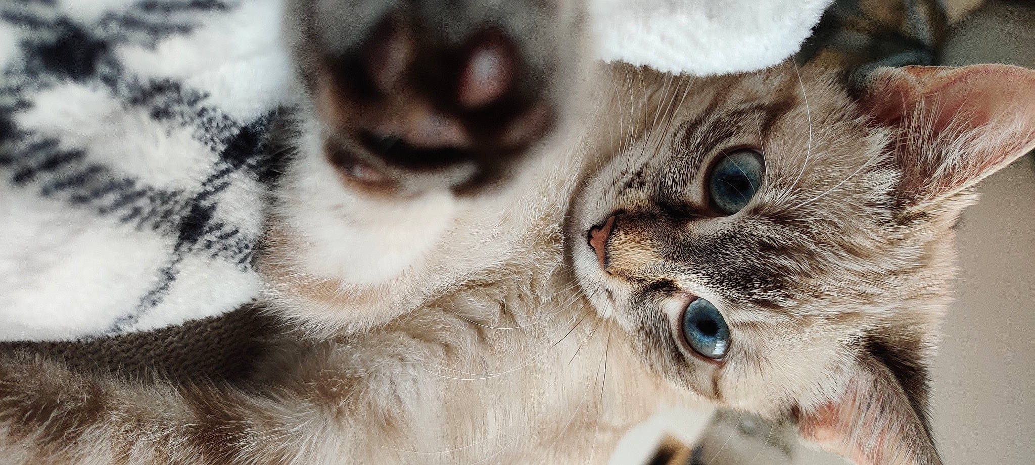 Guapa participe au concours pour gagner de l'argent avec cette photo : carnivore, cat, claw, close_up, domestic_short_haired_cat, ear, eyelash, felidae, fur, macro_photography, paw, small_to_medium_sized_cats, snout, terrestrial_animal, whiskers, wildlife