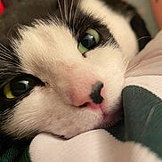 Luli joined the competition — help win amazing prizes! animal, black_and_white, cat, close_up, cozy, cute, face, fur, green_eyes, indoor, muzzle, nose, pet, portrait, relaxation, resting, sleepy, soft_texture, whiskers, yellow_eyes