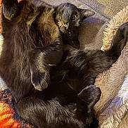 Dasher is registered to the contest to win money with this photo: animal, black_cat, blanket, cat, close_up, couch, cozy, cushion, fluffy, funny, fur, indoors, lying_down, paws, pet, portrait, relaxed, upside_down, whiskers, yellow_eyes