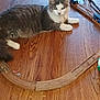 cat, gray_cat, white_cat, wooden_floor, toy_train, train_track, pet, indoor, flooring, animal, feline, curious, laying_down, playtime, toy, domestic_cat, house_pet, wood, floor, relaxed