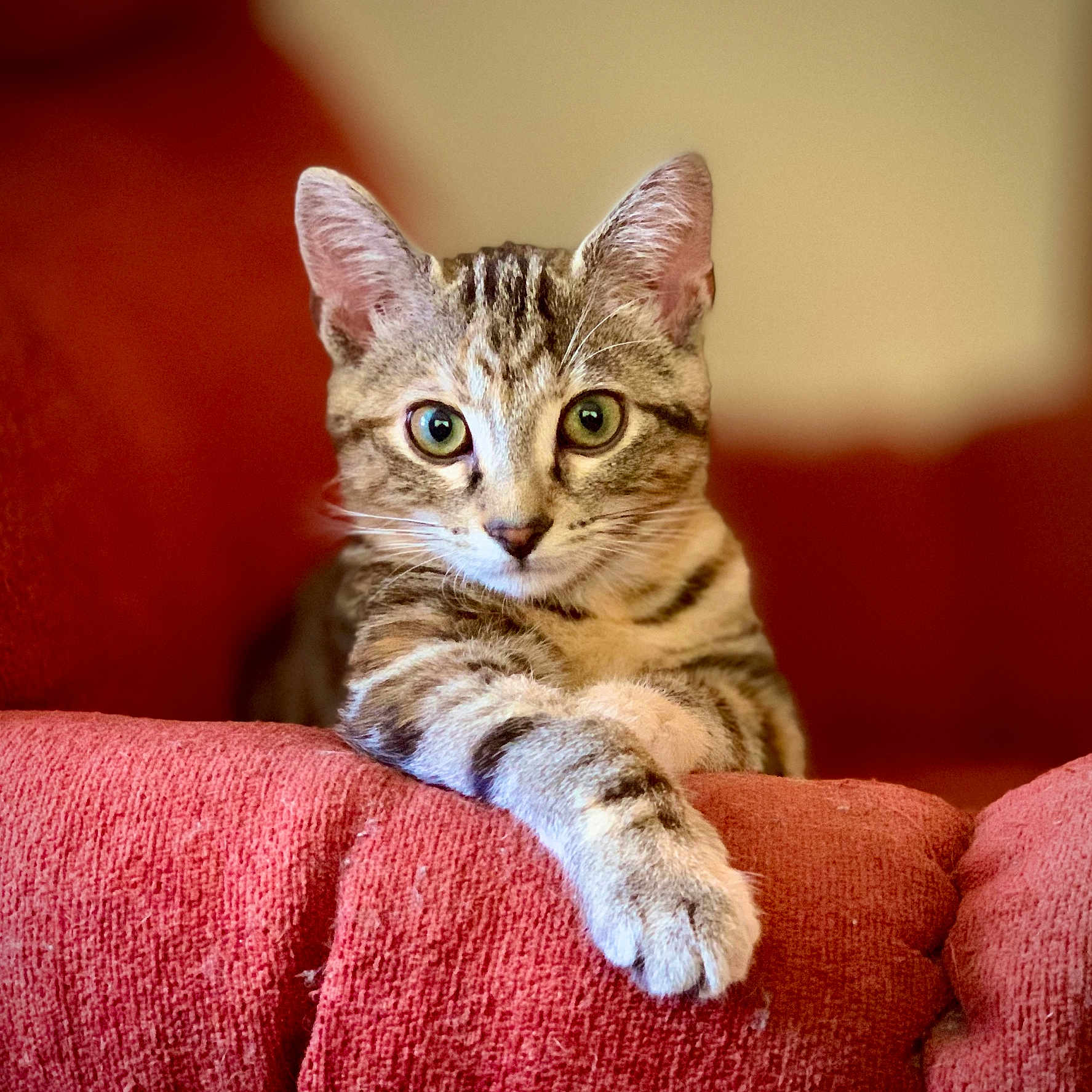 Oona is registered to the contest to win money with this photo: abyssinian, animal, architecture, armchair, blanket, building, cat, chair, couch, cushion, furniture, homedecor, indoors, kitten, livingroom, manx, pet, room