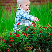 Seanpaul is registered to the contest to win money with this photo: toddler, child, blonde_hair, checkered_sweater, flower_bush, red_flowers, greenery, outdoor, nature, curious, exploring, grass, brick_wall, portrait, person, young_child, garden, daylight, casual_clothing, cute