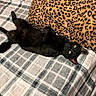 Raven joined the competition — help win amazing prizes! animal, bed, belly_up, black_cat, blanket, cat, checkered, cozy, cute, feline, fur, indoor, leopard_print, lying_down, pet, pillow, plaid, resting, whiskers, yellow_eyes