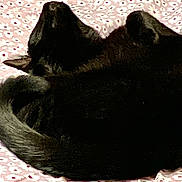 Raven joined the competition — help win amazing prizes! animal, bedspread, black_cat, cat, comfortable, cozy, curled_up, dark_fur, ears, feline, floral_pattern, home, indoor, nap, pet, quiet, resting, sleeping, soft, tail