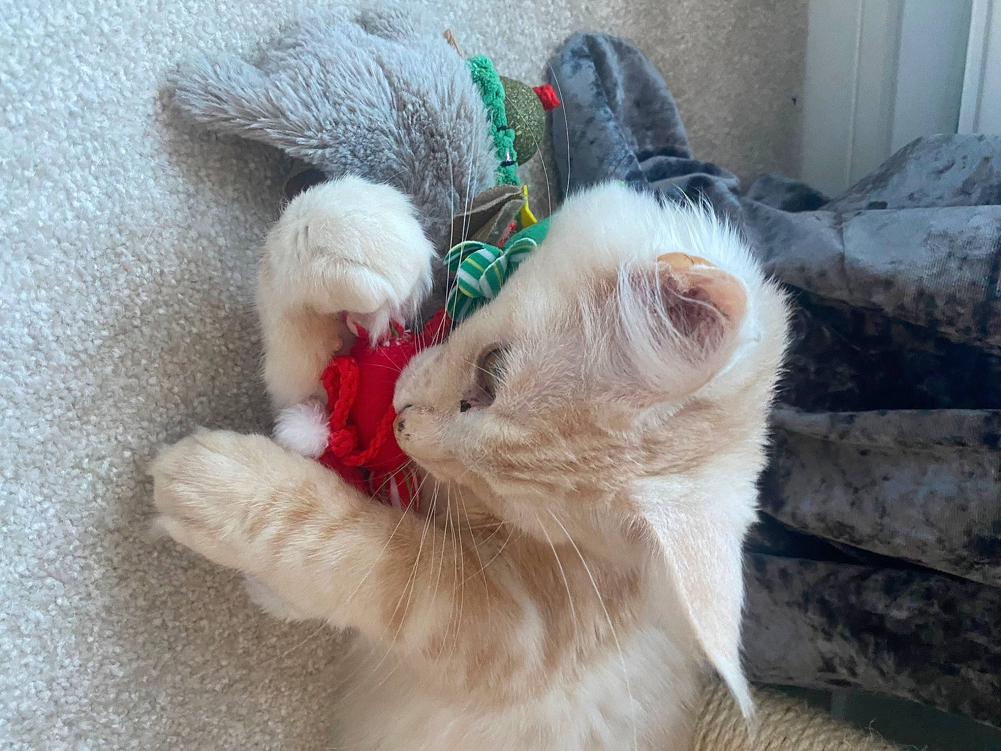 Buffy is registered to the contest to win money with this photo: canidae, carnivore, cat, cat_toy, claw, comfort, companion_dog, dog_breed, domestic_short_haired_cat, fawn, felidae, fur, mammal, nap, paw, small_to_medium_sized_cats, snout, sporting_group, tail, whiskers