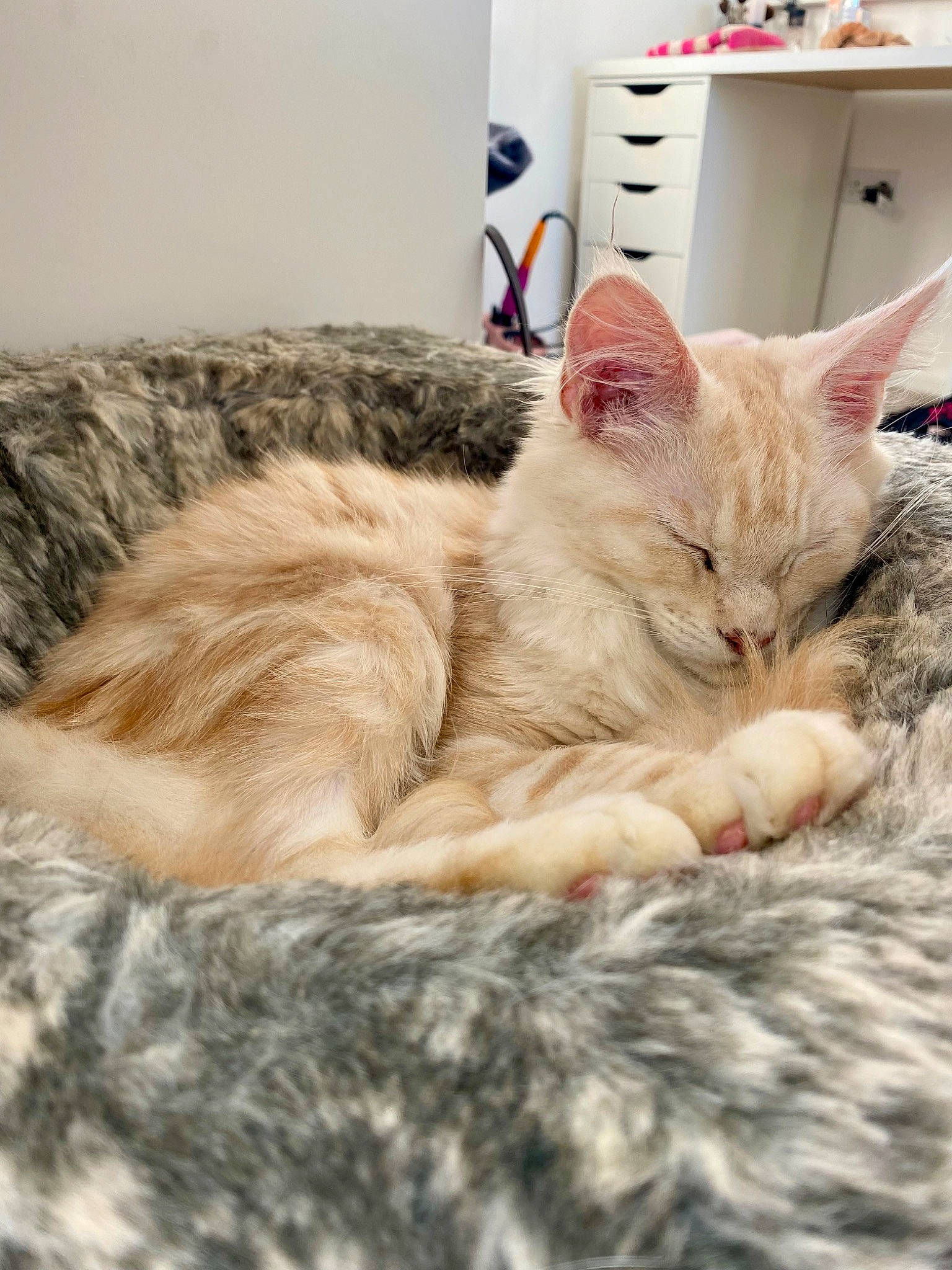 Buffy joined the competition — help win amazing prizes! carnivore, cat, cat_bed, cat_supply, claw, comfort, domestic_short_haired_cat, fawn, felidae, fur, nap, paw, picture_frame, sleep, small_to_medium_sized_cats, snout, tail, whiskers