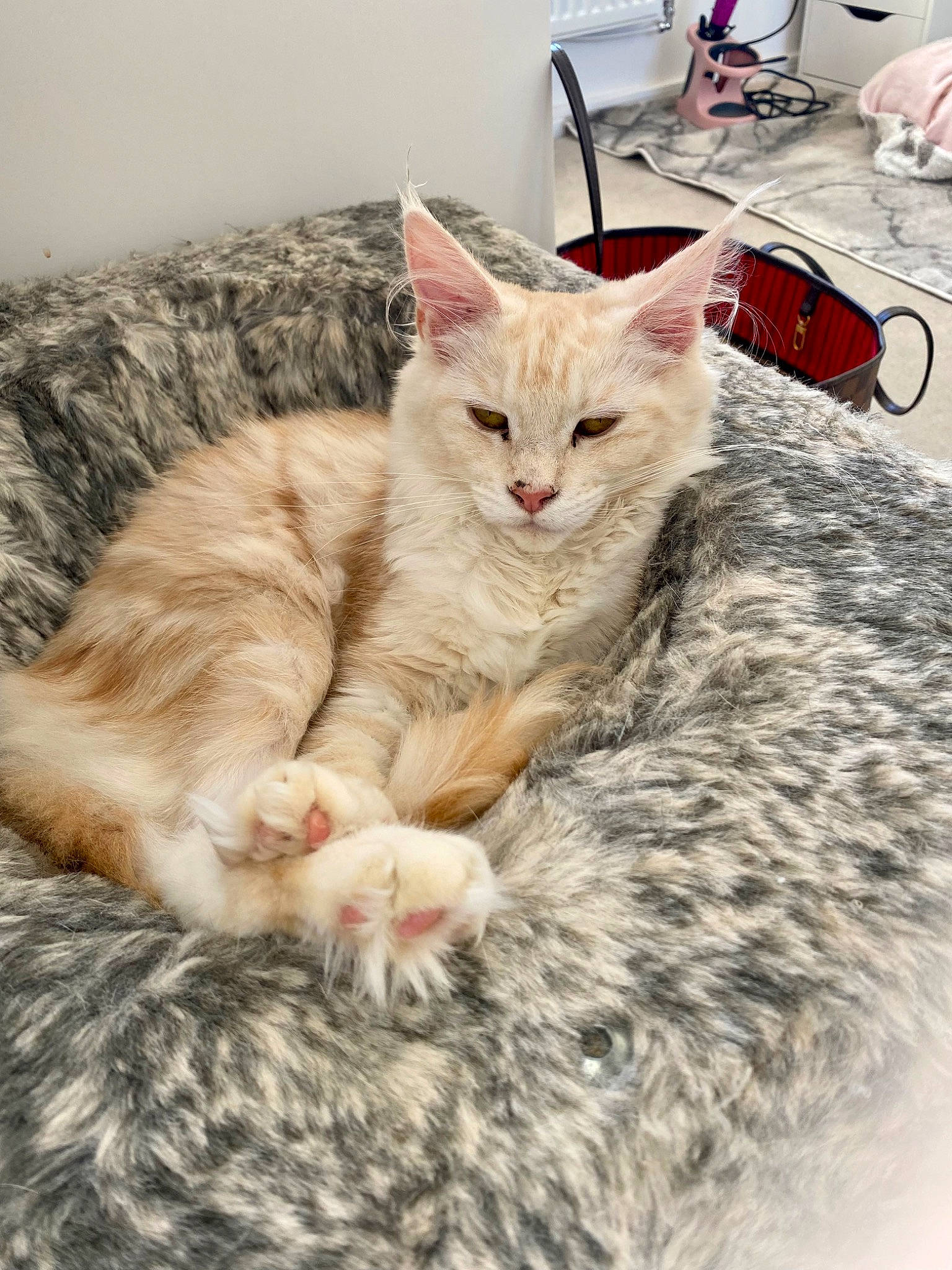 Buffy joined the competition — help win amazing prizes! bed, carnivore, cat, claw, comfort, domestic_short_haired_cat, felidae, fur, paw, small_to_medium_sized_cats, whiskers