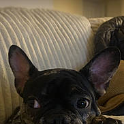 Jefe is registered to the contest to win money with this photo: french_bulldog, dog, pet, couch, blanket, ears, face, nose, paw, indoor, close_up, sleepy, portrait, home, looking_up, lock_screen, time_display, do_not_disturb, phone_ui, status_bar