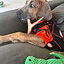 alert, animal, antler, brown_fur, chew_toy, closeup, collar, couch, curious, dog, furniture, green_toy, indoor, jersey, paw, pet, plush_toy, puppy, resting, toy