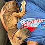 Scooby is registered to the contest to win money with this photo: arm, blue_shirt, brindle, casual, close_up, comfort, couch, cozy, dog, hand, human, indoor, nap, person, pet, puppy, relaxation, resting, sleeping, text