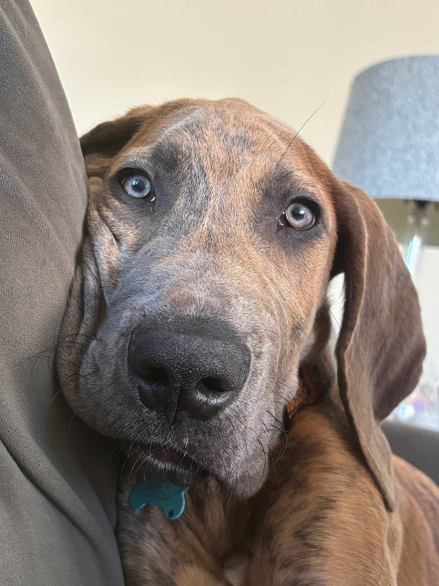 Scooby