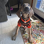 Scooby is registered to the contest to win money with this photo: brown_dog, canine, carpet, clothing, collar, cute, dog, door, floor, furniture, home, indoor, jersey, living_room, pet, puppy, rug, sitting, table, window