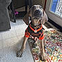 brown_dog, canine, carpet, clothing, collar, cute, dog, door, floor, furniture, home, indoor, jersey, living_room, pet, puppy, rug, sitting, table, window