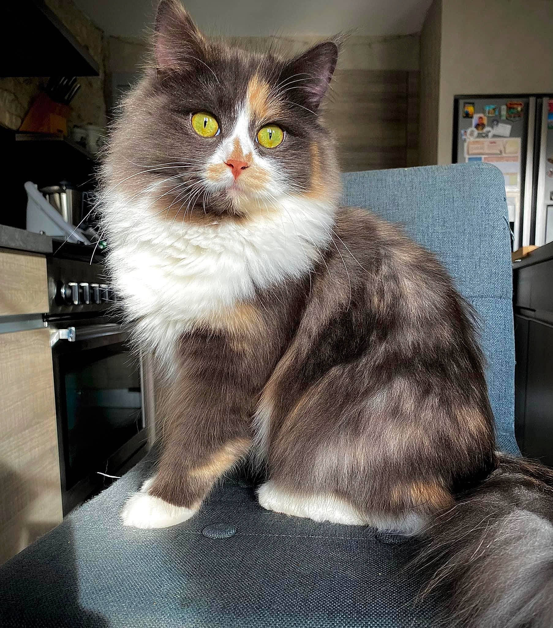 Toundra a rejoint le concours — aidez-le/la à gagner de superbes lots ! box, british_longhair, carnivore, cat, comfort, domestic_short_haired_cat, felidae, fur, grey, paw, picture_frame, sitting, small_to_medium_sized_cats, snout, tail, terrestrial_animal, whiskers, window