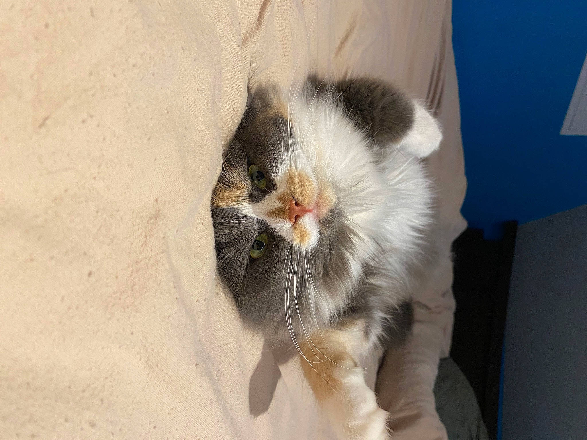 Toundra a rejoint le concours — aidez-le/la à gagner de superbes lots ! carnivore, cat, claw, comfort, domestic_short_haired_cat, fawn, felidae, fur, paw, small_to_medium_sized_cats, snout, tail, terrestrial_animal, whiskers