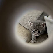 Ulysse a rejoint le concours — aidez-le/la à gagner de superbes lots ! kitten, gray_cat, curious, cushion, cozy, indoor, pet, small_animal, feline, cute, young, soft_texture, closeup, exploring, paws, whiskers, fur, animal, home, resting