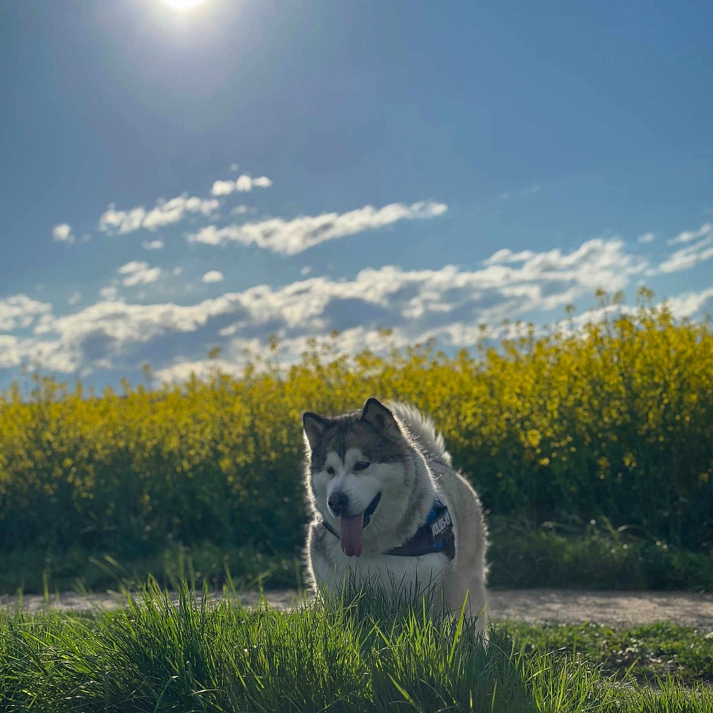 Aslan participe au concours pour gagner de l'argent avec cette photo : animal, canine, countryside, dog, field, flare, grass, grassland, husky, light, meadow, nature, outdoors, pet, plant, puppy, rural, sky, sun, vegetation