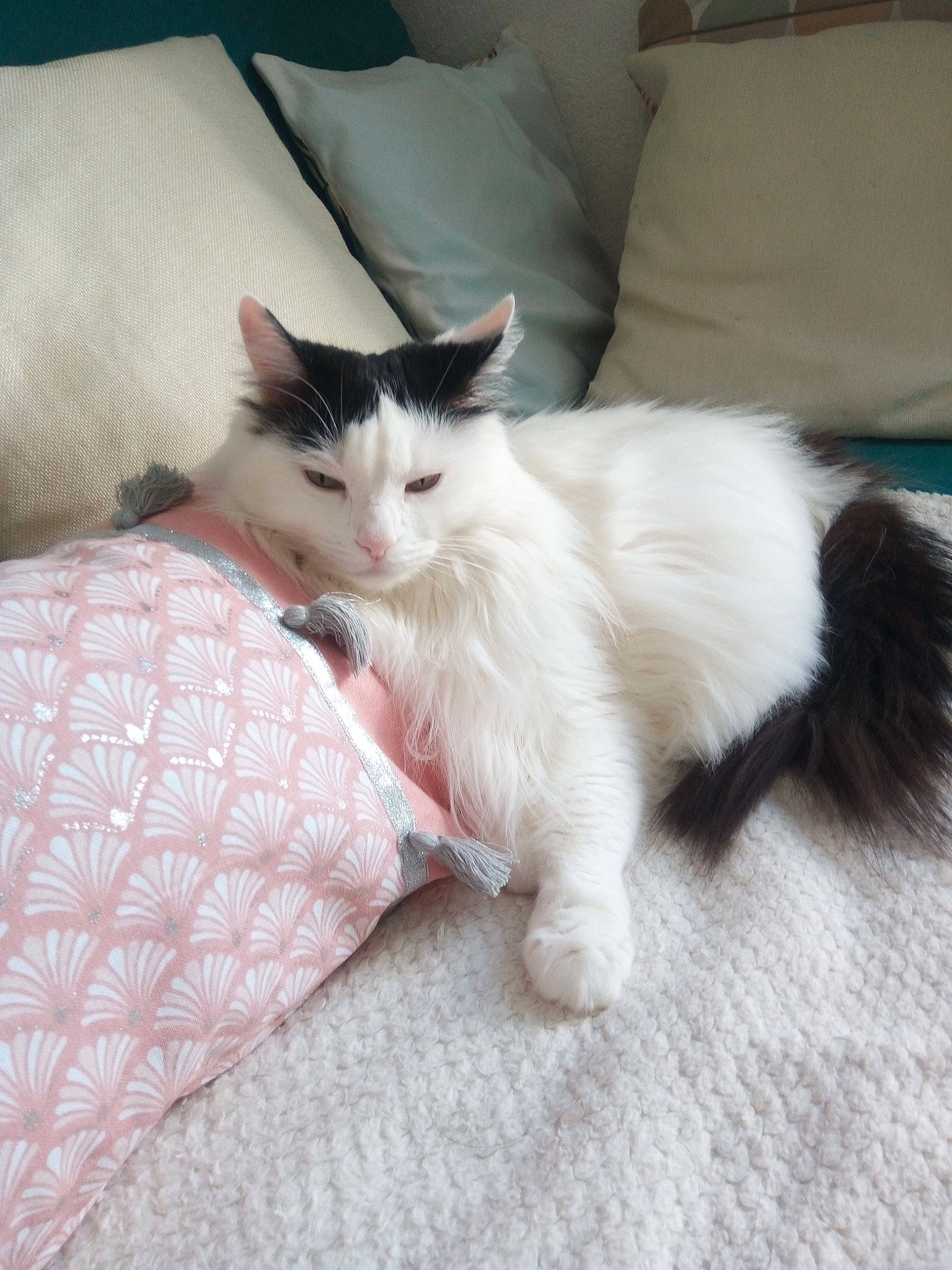 Câline participe au concours pour gagner de l'argent avec cette photo : carnivore, cat, claw, comfort, couch, domestic_short_haired_cat, felidae, flooring, foot, fur, grey, hardwood, linens, pattern, paw, small_to_medium_sized_cats, tail, whiskers