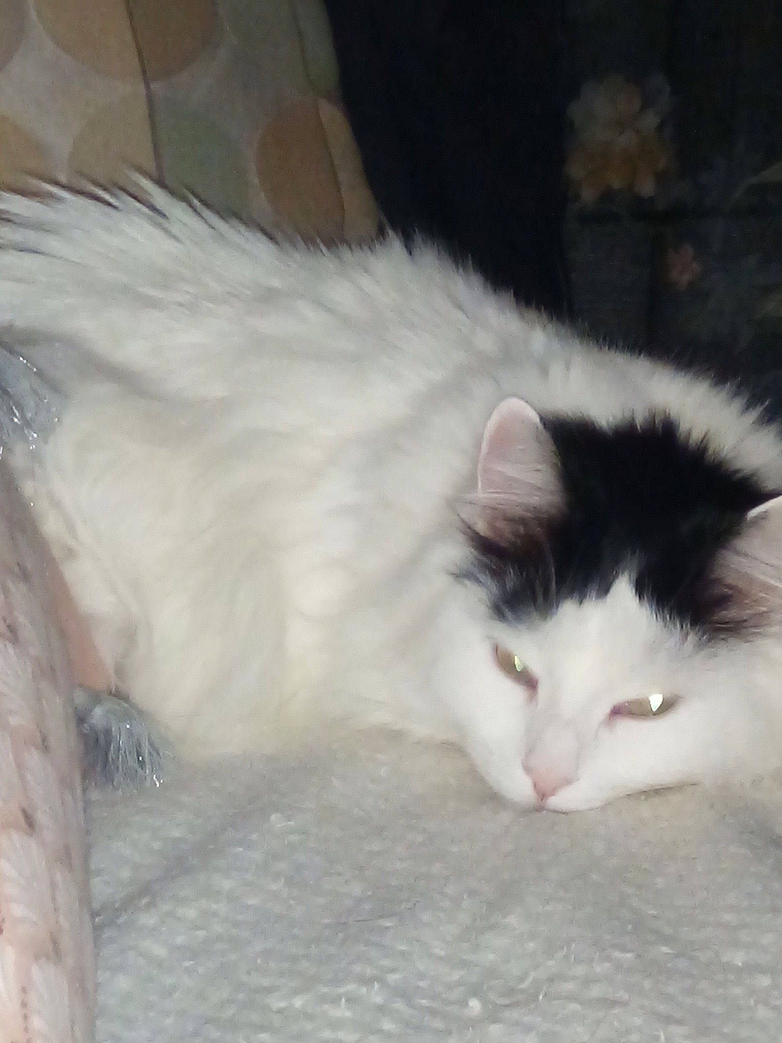 Câline participe au concours pour gagner de l'argent avec cette photo : carnivore, cat, claw, comfort, domestic_short_haired_cat, eye, felidae, fur, paw, small_to_medium_sized_cats, snout, tail, terrestrial_animal, whiskers