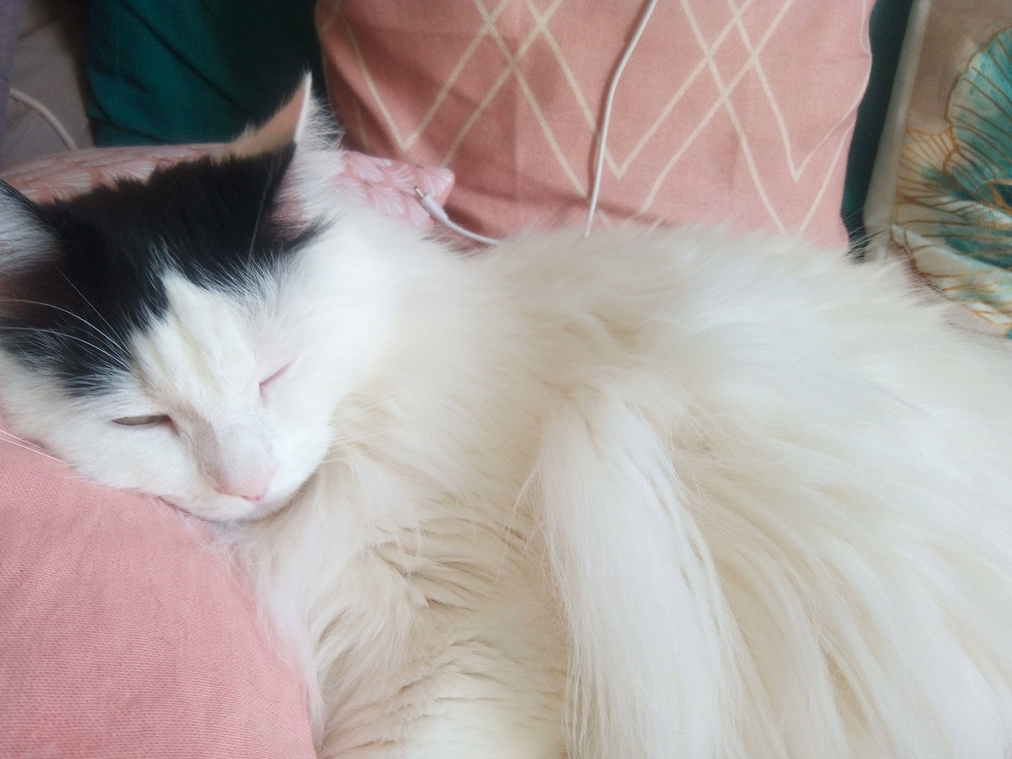 Câline participe au concours pour gagner de l'argent avec cette photo : carnivore, cat, claw, comfort, domestic_short_haired_cat, felidae, fur, nap, paw, sleep, small_to_medium_sized_cats, snout, tail, whiskers