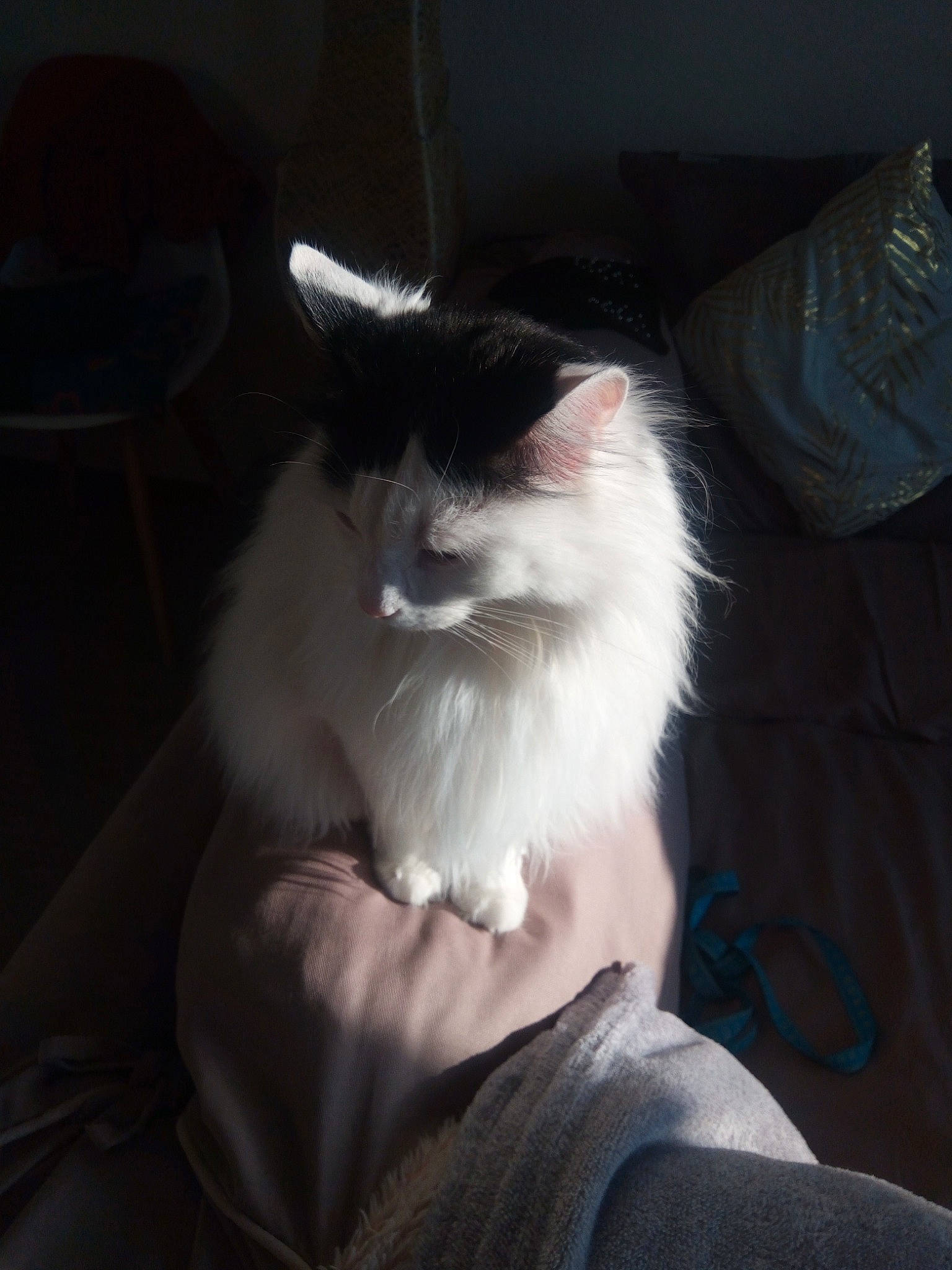 Câline a rejoint le concours — aidez-le/la à gagner de superbes lots ! cat, comfort, darkness, domestic_short_haired_cat, felidae, formal_wear, fur, sitting, small_to_medium_sized_cats, tail, whiskers