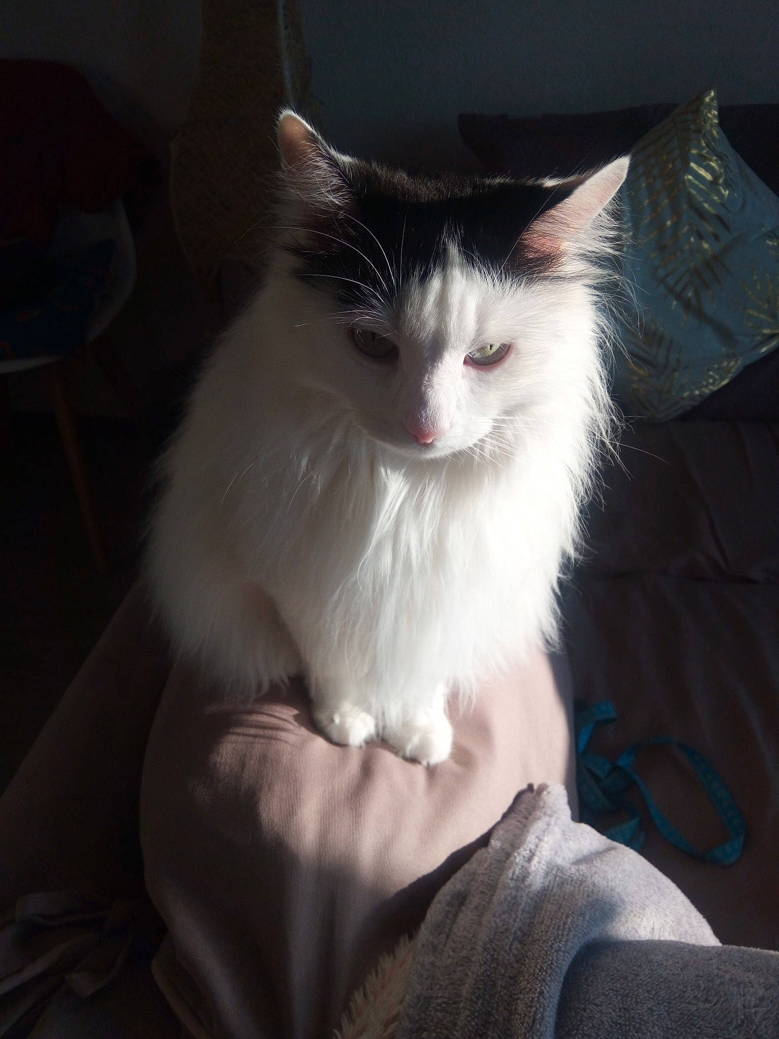 Câline participe au concours pour gagner de l'argent avec cette photo : box, carnivore, cat, chair, comfort, darkness, domestic_short_haired_cat, fawn, felidae, fur, paw, small_to_medium_sized_cats, snout, tail, terrestrial_animal, whiskers