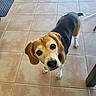 dog, beagle, pet, animal, curious, looking_up, floor, tile, indoor, ears, brown, white, black, cute, canine, companion, friendly, house, paw, tail