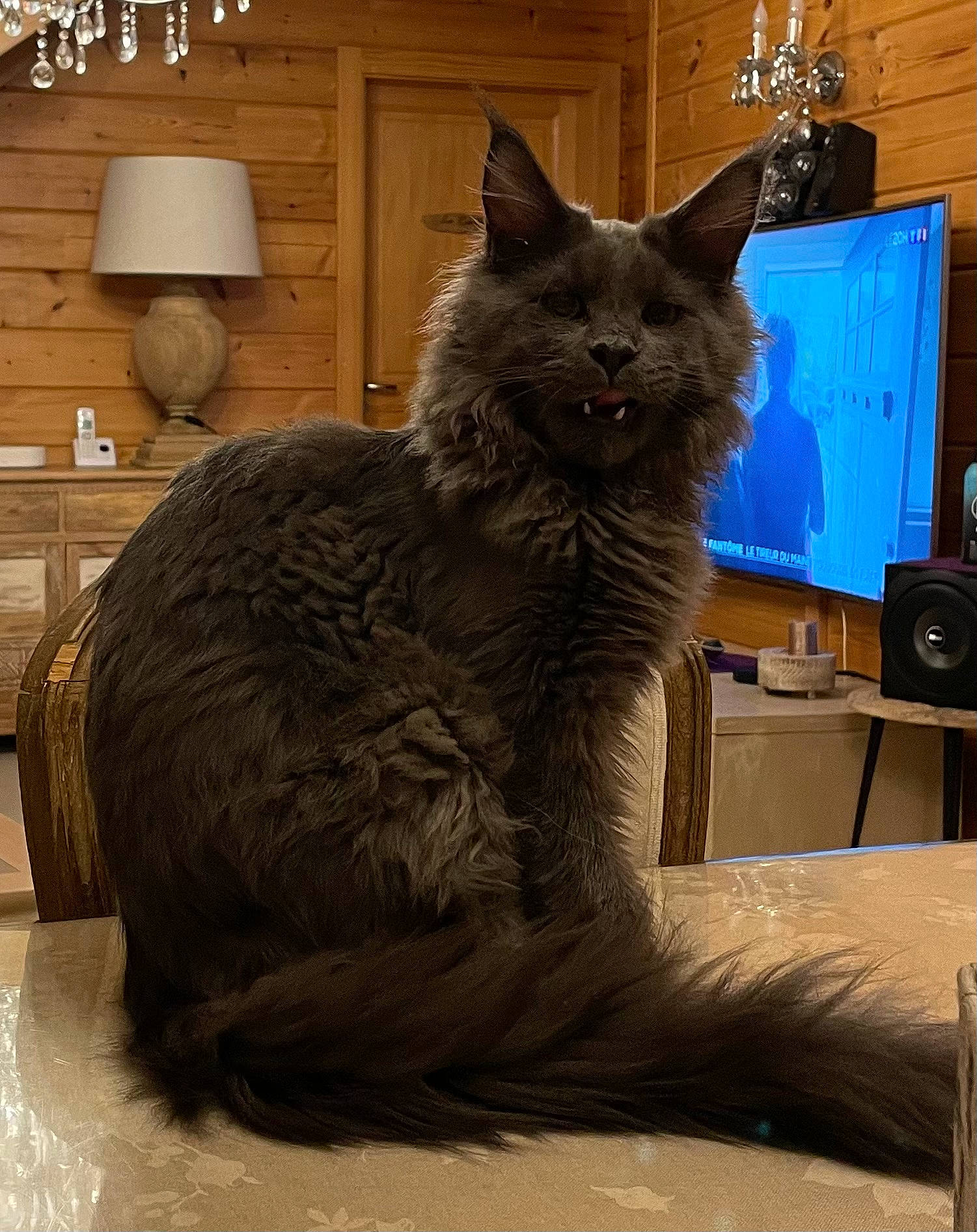 Ultime Blue a rejoint le concours — aidez-le/la à gagner de superbes lots ! black_cat, cabinetry, carnivore, cat, claw, comfort, computer_monitor, display_device, domestic_short_haired_cat, felidae, fur, grey, hardwood, home_appliance, small_to_medium_sized_cats, snout, tail, television, whiskers, wood
