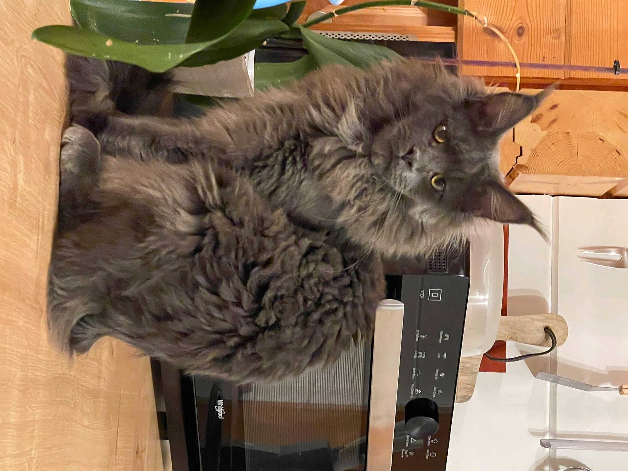 Ultime Blue participe au concours pour gagner de l'argent avec cette photo : british_longhair, carnivore, cat, claw, domestic_short_haired_cat, felidae, fur, home_appliance, paw, plant, shelf, small_to_medium_sized_cats, tail, whiskers, wood