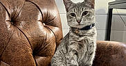 Luna joined the competition — help win amazing prizes! cat, tabby_cat, pet, feline, domestic_animal, leather_chair, brown_chair, indoor, lamp, collar, bell, sitting, looking_at_camera, fur, whiskers, ears, wall_paneling, table, cozy, furniture