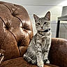 cat, tabby_cat, pet, feline, domestic_animal, leather_chair, brown_chair, indoor, lamp, collar, bell, sitting, looking_at_camera, fur, whiskers, ears, wall_paneling, table, cozy, furniture