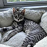 Luna is registered to the contest to win money with this photo: cat, kitten, tabby, gray_cat, pet_bed, fluffy, window, indoor, relaxed, lying_down, feline, curious, soft_texture, domestic_animal, young_cat, cozy, resting, natural_light, whiskers, paw