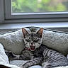 Luna joined the competition — help win amazing prizes! cat, kitten, yawning, pet, animal, indoor, bed, plush, feline, gray, tabby, resting, cozy, window, soft, comfortable, cute, domestic, fur, relaxed