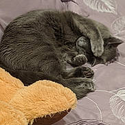 Sophie is registered to the contest to win money with this photo: asian, british_shorthair, carnivore, cat, chartreux, claw, comfort, domestic_short_haired_cat, fawn, felidae, fur, kitten, nap, nebelung, paw, russian_blue, sleep, small_to_medium_sized_cats, textile, whiskers