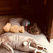 Minette participe au concours pour gagner de l'argent avec cette photo : carnivore, cat, child, claw, comfort, felidae, fur, kitten, leg, nap, paw, shoe, sleep, small_to_medium_sized_cats, stuffed_toy, tail, teddy_bear, toy, whiskers