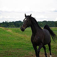 Val participe au concours pour gagner de l'argent avec cette photo : colt, farm, foal, grassland, horse, landscape, mammal, mane, mare, meadow, mustang_horse, pack_animal, pasture, ranch, stallion, vertebrate, wildlife