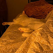 Lilly Rose a rejoint le concours — aidez-le/la à gagner de superbes lots ! cat, bed, blanket, fur, sleeping, cozy, indoor, warm_light, patterned_bedspread, animal, rest, comfort, feline, paws, relaxation, home, soft_texture, orange_tone, domestic, quiet