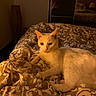 cat, white_cat, bed, bedspread, patterned_bedspread, indoor, cozy, feline, pet, resting, warm_light, lamp, furniture, room, comfort, relaxation, animal, fur, domestic, sleepy