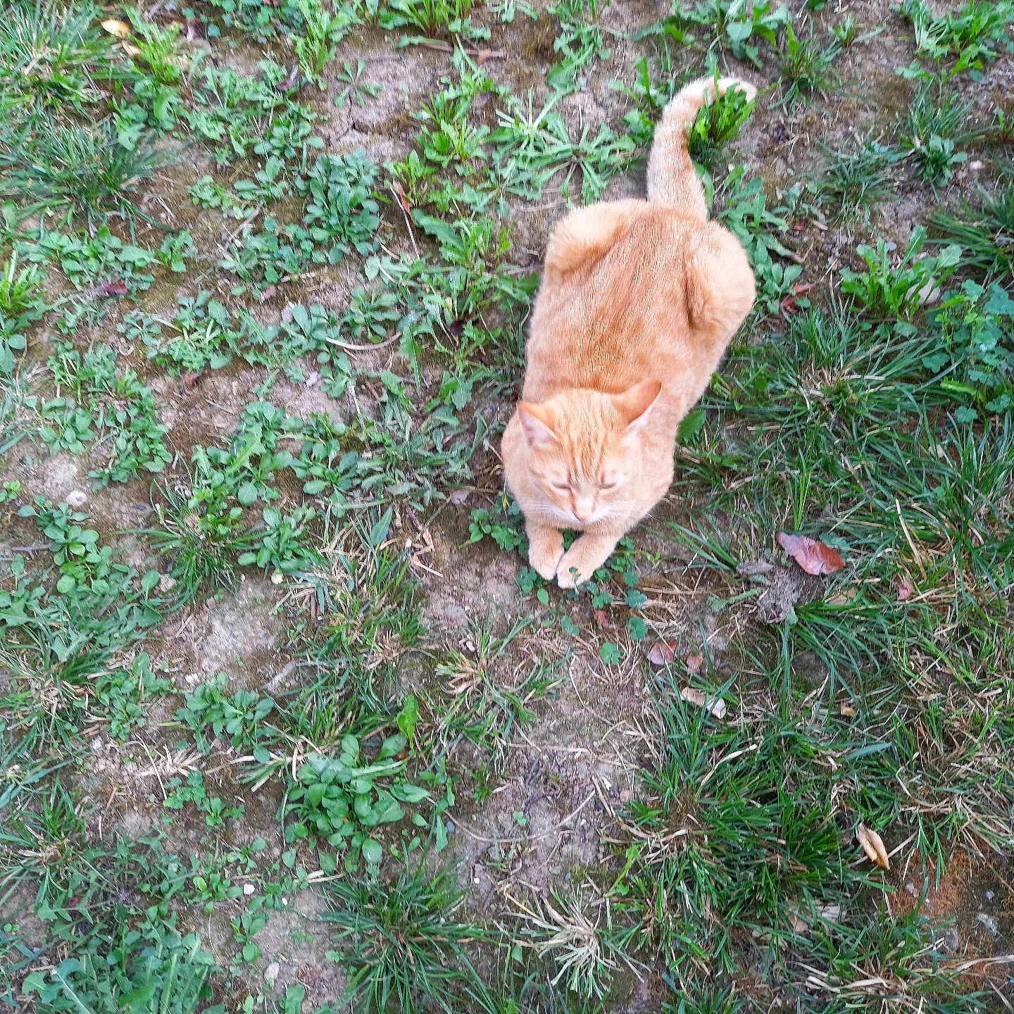 Simba participe au concours pour gagner de l'argent avec cette photo : animal, cat, cute, daylight, feline, fur, grass, greenery, ground, leaves, mammal, nature, orange_cat, outdoor, pet, plant, relaxed, resting, tabby, wildlife