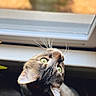 cat, tabby, green_eyes, whiskers, window, indoor, curious, pet, animal, fur, close_up, looking_up, natural_light, domestic_cat, mammal, young_cat, side_view, portrait, household, soft_light