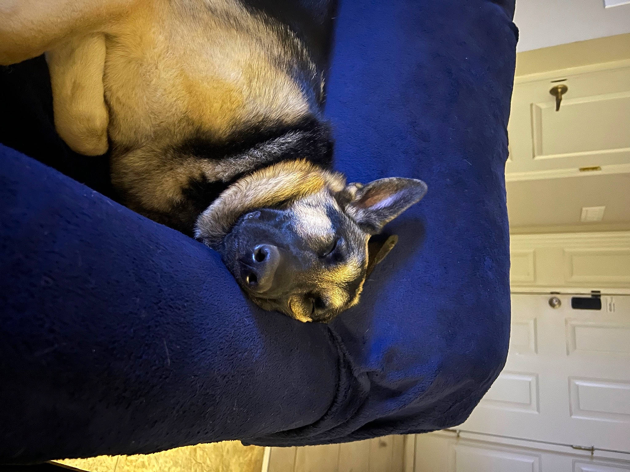 Raina is registered to the contest to win money with this photo: cabinetry, carnivore, chest_of_drawers, comfort, companion_dog, dog_breed, drawer, dresser, electric_blue, fawn, finger, gesture, human_body, human_leg, snout, terrestrial_animal, toy_dog, working_animal, wrinkle, wrist